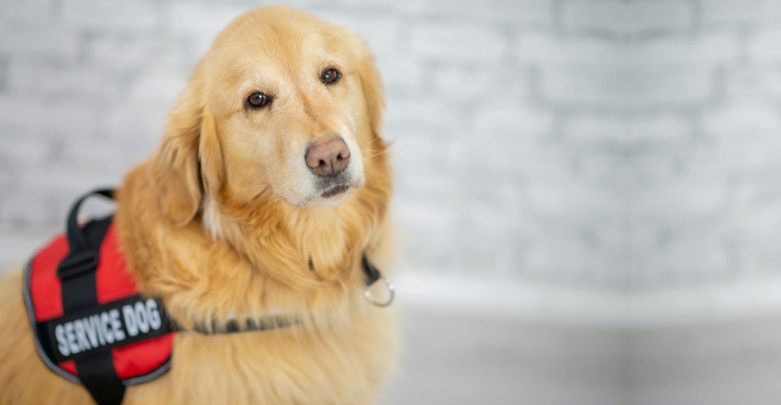 3 Types of Service Dogs & How They Differ
